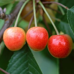 劲头子乐队《春》歌词