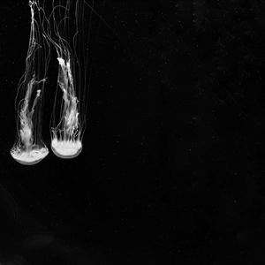 金枝《月镜demo》歌词