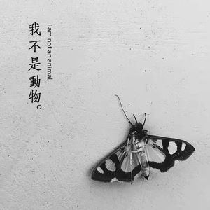 毛凫《我不是动物（I am not an animal）》歌词歌曲LRC下载