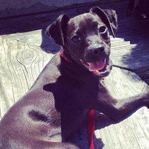 GRIMECRAFT《▽・ω・▽ (doges)》歌词