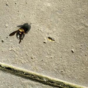 zd愔《跳舞不带股》歌词