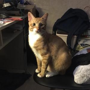 Kicoming《My cat》歌词歌曲LRC下载