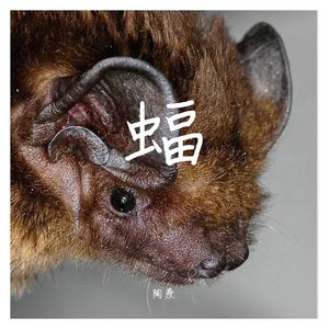 陶焘《蝠》歌词