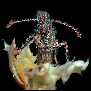 Gang Gang Dance《Glass Jar》歌词歌曲LRC下载