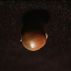 极度关注《戏子多秋》歌词